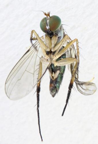 Dolichopus cilifemoratus